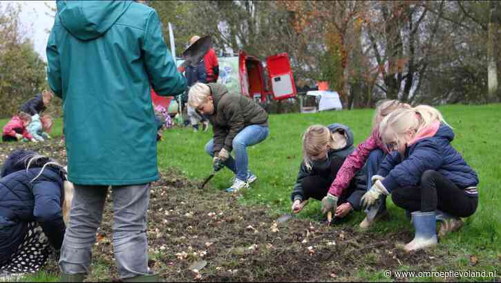 Emmeloord - Basisschoolleerlingen planten 10.000 bloembollen om de bij te helpen: 'Vele handjes maken licht werk'