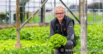 Tomatenkweker zwierf over de hele wereld, maar is terug in ‘zijn’ Huissen: ‘Ik at op een dag een kilo tomaten, je blijft ervan eten’