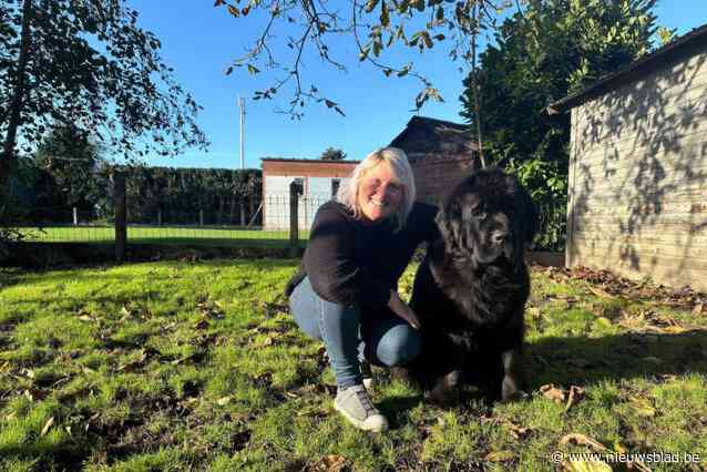 Stefanie (40) en Newfoundlander Ramy behalen ene na de andere prijs in reddingswedstrijden: “Ook met een hond moet het liefde op het eerste gezicht zijn”