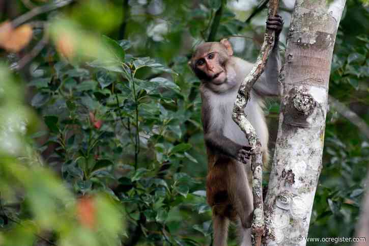 Only 8 monkeys remain free after more than a week outside a South Carolina compound