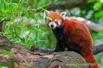 Jonge zeldzame rode panda schrikt zich letterlijk dood in zoo door vuurwerk