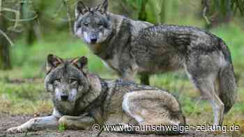 Wolfsrisse: Kreis Helmstedt prüft Antrag auf Schnellabschuss