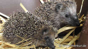 Station platzt aus allen Nähten: Igel werden im Tierheim Erlangen aufgepäppelt