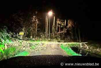 Bever doet boom op straat vallen in Oudsbergen