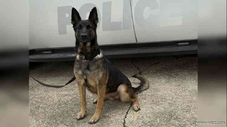 Patterson Police K9 receives bulletproof vest donation