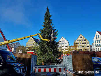 Christbaum auf dem Münsterplatz steht schon