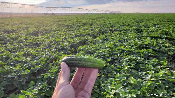 Pickle production and history in Texas is the real dill