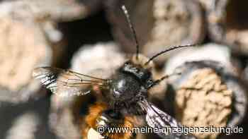 So hilft man Wildbienen im Winter