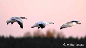 B.C.'s chief vet tells clinics to set up avian flu protocols amid human exposure risk