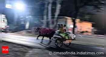 Midnight bullock cart races drive chaos across highways in western UP