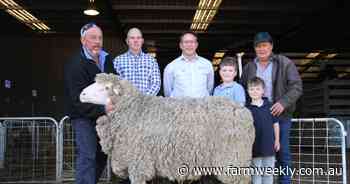 Market, weather and politics challenge WA Merino breeders and buyers