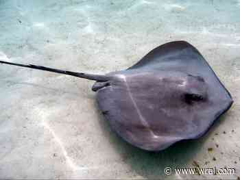 Dozens of dead stingrays wash ashore at Atlantic Beach