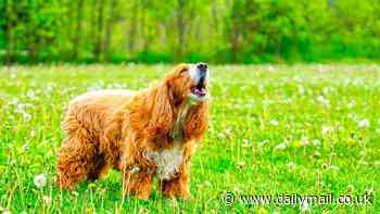 How to tell if your dog is 'racist': Experts reveal best way to handle awkward incidents - after call for pet-free zones in Wales to make the outdoors more 'inclusive'