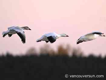 B.C.’s chief vet tells clinics to set up bird flu protocols amid human exposure risk