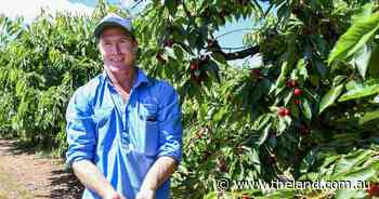 Cherry season poised for good quality fruit