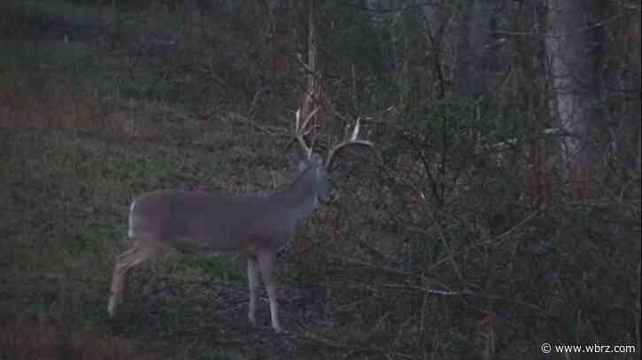 Deer hunting with firearms begins in southeast Louisiana Saturday