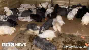 Rabbit rescuers 'lost for words' over donations