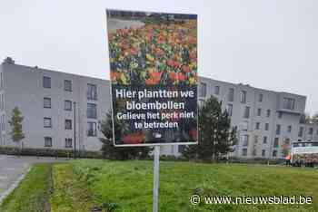 100.000 bloembollen fleuren in het voorjaar Lier en Koningshooikt op