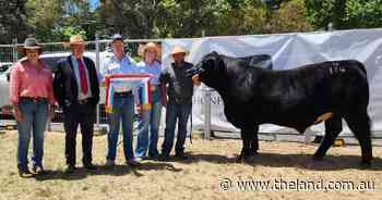 Cattle return to Queanbeyan show after 33-year hiatus