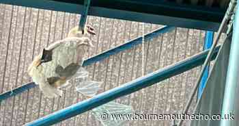 Swan saved after rescue from high-rise factory