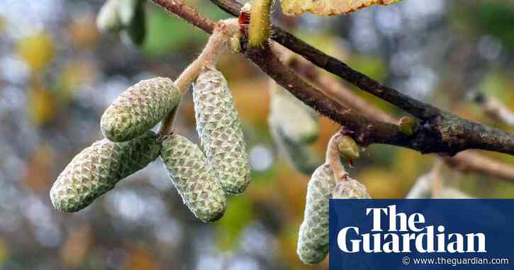 Country diary: The last leaves are giving way to the first catkins | Phil Gates