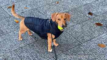 Dog walkers fight at luxury multi-million pound London tower block: Police called after Chihuahua owner and sausage dog owner come to blows over using park