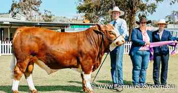 WA cattle champions are celebrated at the 2024 Brunswick Show