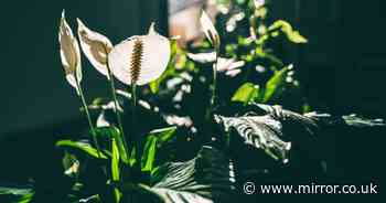 Woman claims 13p kitchen scrap makes peace lilies 'grow flowers faster'