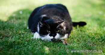 Cats' main reason for using your garden as a toilet and how to stop it