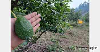 "Toegang tot Amerikaanse markt bemoeilijkt export Guatemalteekse avocado's naar Europa"