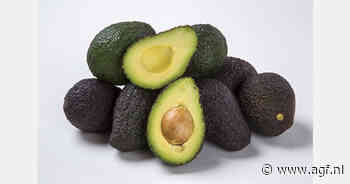 Opleving Colombiaanse Hass avocado-export in september