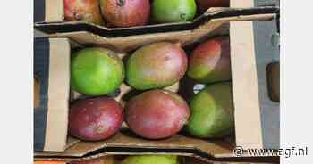 Zuid-Afrika: Geen overtreding bij afzet van extreem vroege mango's