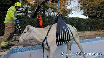 Pregnant cow is rescued by the fire brigade after getting stuck in a 3ft garden swimming pool taking a dip