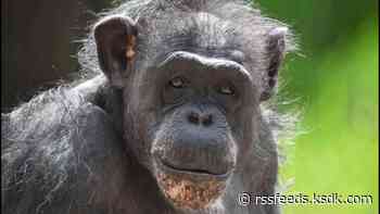 55-year-old chimp euthanized at Saint Louis Zoo, mourned by staff