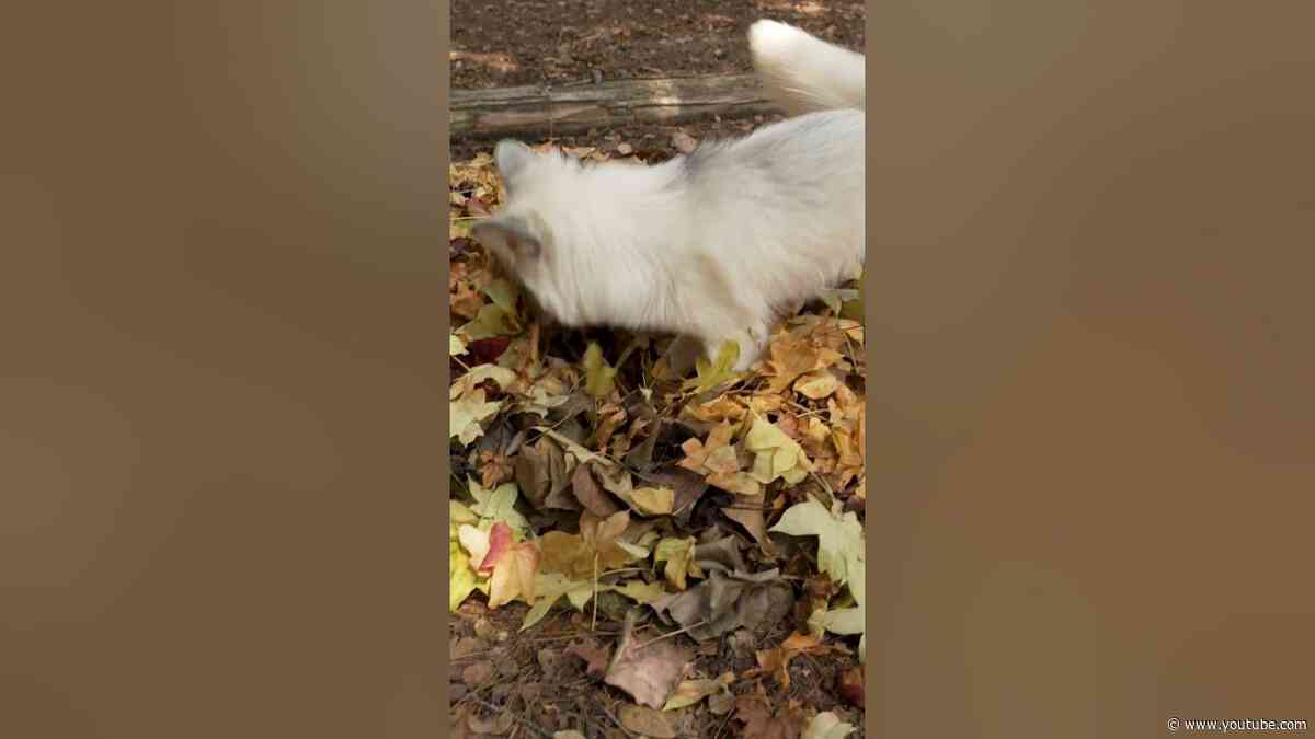 Oh to be Teddy the fox playing in a pile of leaves 🍂