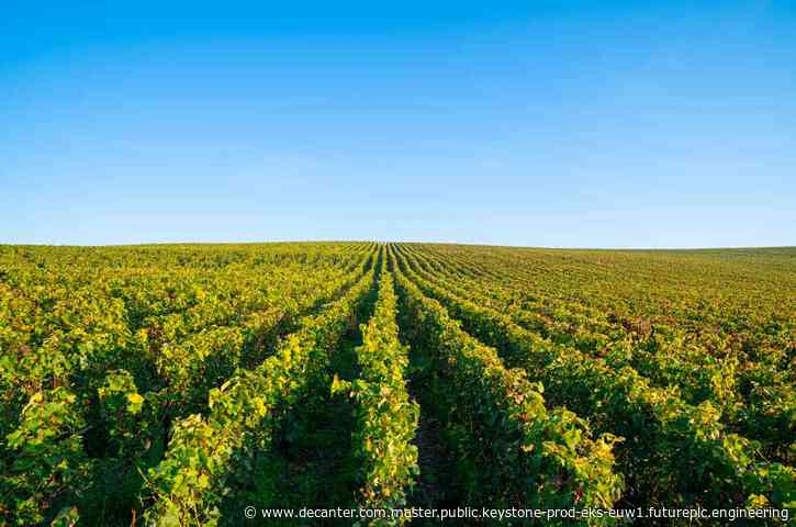 France will uproot 27,500 hectares of vineyards to combat oversupply crisis