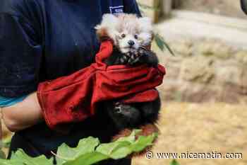 Victime d'une crise de stress à cause des feux d'artifice, ce bébé panda roux est mort dans un zoo