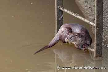 Otters become unlikely stars of Newcastle wildlife calendar