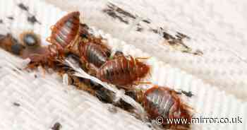 Mistakes you could be making that are attracting vile bed bugs in your home