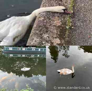 Cause of death revealed after dozens of swans and other birds die in London canal