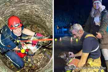 Hond valt tijdens wandeling in acht meter diepe waterput: brandweer moet viervoeter redden