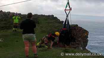 Firefighters need crane to rescue stricken cow - after the bungling bovine survives falling 100ft off a CLIFF