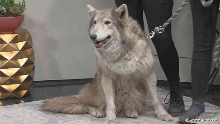 Wild Spirit Wolf Sanctuary working to absorb nature center in Colorado