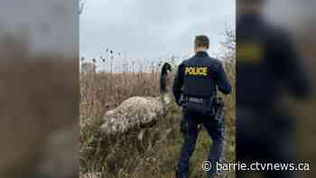 Police successfully capture emu on the loose