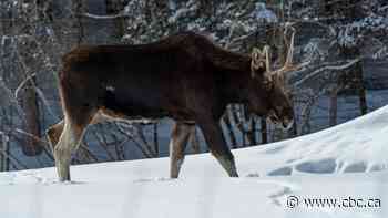 MNRF studying drastic moose decline in northern Ontario