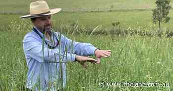 Paddock to pint: new perennial crop brewing