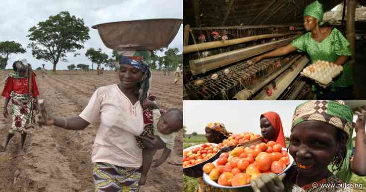 Women to drive 40% of Nigeria’s agricultural revival