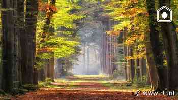 5 prachtige natuurgebieden voor een herfstwandeling in Nederland