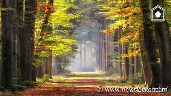 5 prachtige natuurgebieden voor een herfstwandeling in Nederland