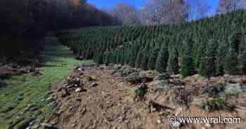 Buy a Fraser fir, save a farm: NC Christmas tree growers rebuild after storm